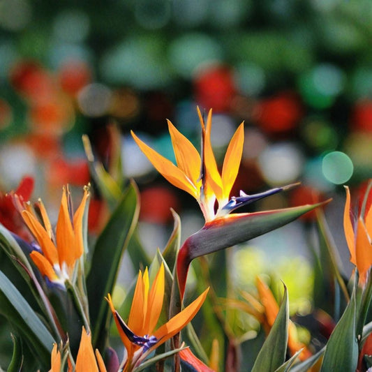 Orange Bird of Paradise Live Plants – 2 Pack | Strelitzia | Tropical Ornamental Plant | Greenhouse, Patio & Indoor Friendly