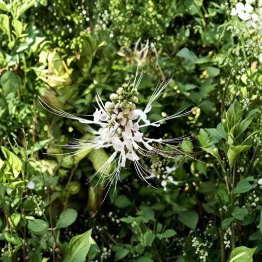 White Cat's Whiskers – 2 Live Plants | 4–6 Inches Tall | Bare Root with Soil Ball | Tropical Flowering Herb | Orthosiphon aristatus