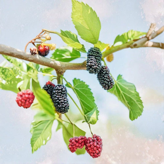 Dwarf Everbearing Mulberry Live Plant – Morus ‘Dwarf Everbearing’ | 3 Inch Pot | Sweet Juicy Mulberries | Compact Fruit Tree | Container Friendly | Greenhouse Plant
