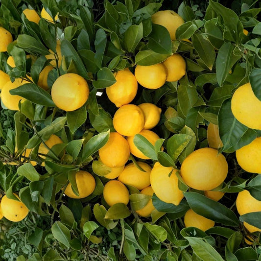Improved Meyer Lemon Tree – Live Citrus Plant | 3+ Inches Tall | Semi Bare Root | Edible Fruit Tree | Citrus Seedling | Indoor & Outdoor | Zones 8–11