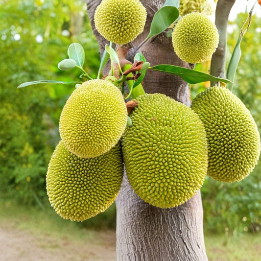 Jackfruit Tree – Live Artocarpus heterophyllus | 4 Inch Pot | Edible Tropical Fruit Tree | Tropical Garden Plant | Patio Container Tree