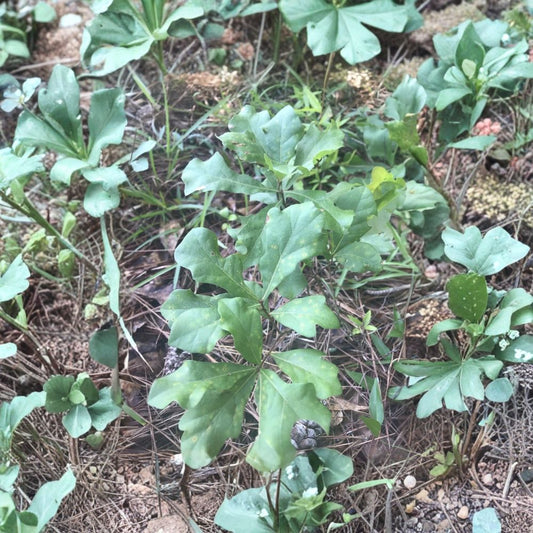 White Oak Live Seedlings – Set of 8 | Quercus alba | 6–10 Inch Saplings | Native Shade Tree | Acorn-Producing Oak | Wildlife Garden