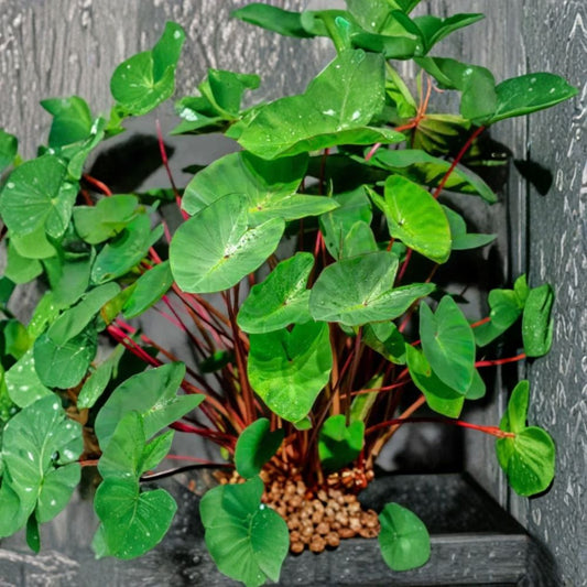 Hawaiian Punch Colocasia Live Plant – 3 Inch Starter | Colorful Elephant Ear | Tropical Perennial | Ships Without Pot | Garden & Container Plant