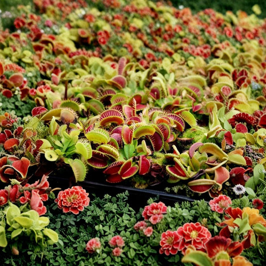 Set of 3 Large Venus Fly Trap Live Plants – Dionaea muscipula | 3 Inch Nursery Pots | Carnivorous Plant Collection | Easy to Grow
