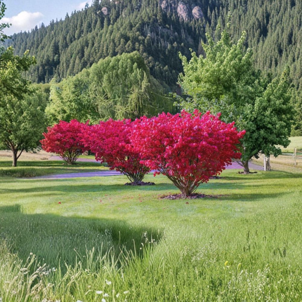 Burning Bush (Kochia) – Bassia scoparia (Syn. Kochia scoparia) Live Organic Plant | 1 Foot Tall | Bare Root Ornamental Foliage