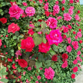 Double Knock Out® Red Rose – 1 Gallon Live Bush Plant | Disease Resistant Red Blooms | Includes Root Ball Wrapping | Easy Care Landscape Rose | Continuous Flowering