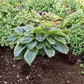 Hosta 'Wu La La' – Live Starter Plant | 3 Inch Pot | Giant Variegated Hosta | Blue-Green Foliage | Shade Garden Favorite
