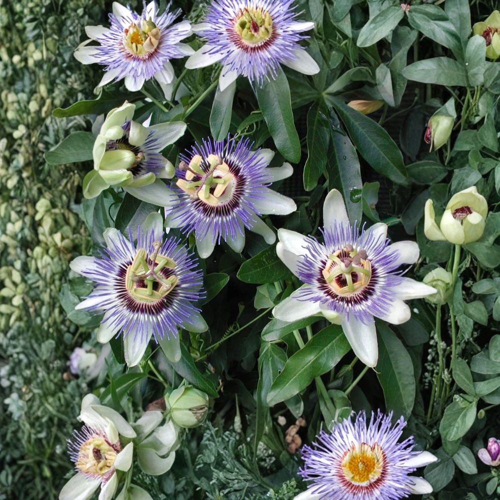 Blue Passionflower – Passiflora caerulea Live Starter Plant | 4–6 Inches Tall | Ships Without Pot | Climbing Vine