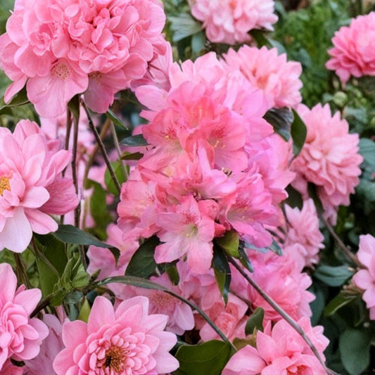 Hampton Beauty Azalea Live Plant – Rhododendron x 'Hampton Beauty' | 1 Quart Grow Bag | Evergreen Flowering Shrub | Bonsai Friendly | Easy to Grow