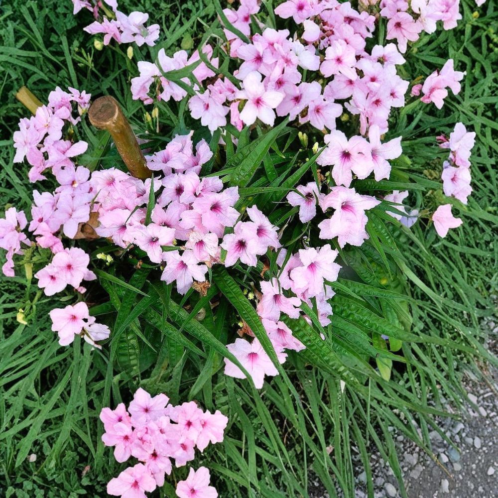Dwarf Pink Ruellia Live Plants | Set of 6 | Bare Root Starter Plants | Mexican Petunia Perennial | Garden & Container Friendly