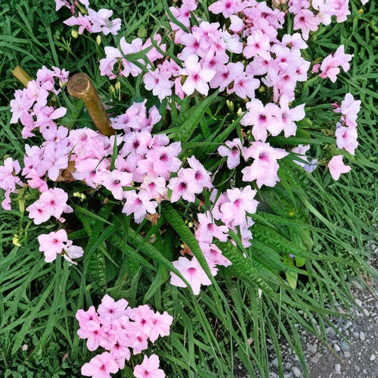 Dwarf Pink Ruellia Live Plants | Set of 6 | Bare Root Starter Plants | Mexican Petunia Perennial | Garden & Container Friendly