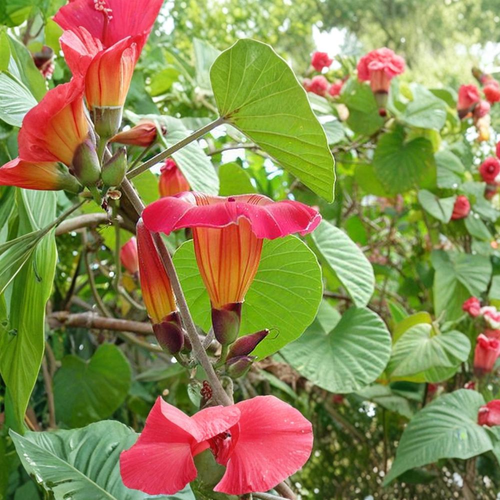 Hawaiian Sunset Vine – Live Tropical Plant | 8–12 Inches Tall | Fast-Growing Flowering Vine | Pink & Yellow Bell Flowers