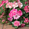 Pink Knock Out® Rose – Medium Pink Live Shrub Plant | 1 Gallon Size | Includes Root Ball Wrapping | Disease Resistant Landscape Rose | Continuous Blooms