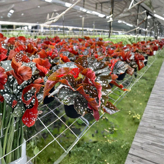Cracklin Rosie Begonia – Live Rex Begonia ‘Crackling Rosie’ | 4 Inch Pot | Red Green Silver Foliage | Tropical Houseplant | Indoor Shade Plant