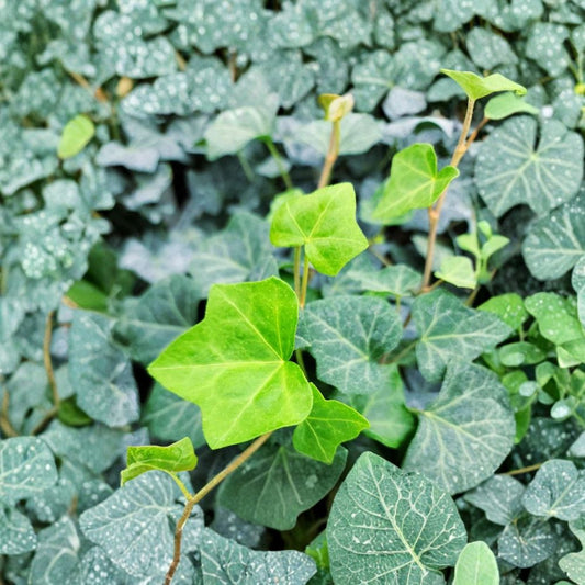 English Ivy Live Plant – 1 Pot with 2 Plants | Hedera helix | Trailing Evergreen Vine | Indoor Hanging Basket | Climbing Garden Plant
