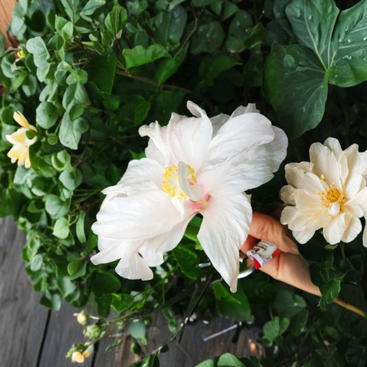 Madagascar Hibiscus Live Plant – Hibiscus moscheutos | 3–5" Rooted Starter | Hardy Hibiscus Mallow | Large Flowering Perennial | USA Grown