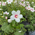 Lohengrin Rose of Sharon – Hibiscus paramutabilis x syriacus Live Plant | 2 Gallon Pot | Lavender Pink Summer Blooms | Hardy Flowering Shrub | Long Blooming Landscape Favorite