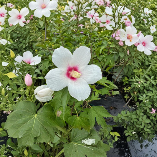 Lohengrin Rose of Sharon – Hibiscus paramutabilis x syriacus Live Plant | 2 Gallon Pot | Lavender Pink Summer Blooms | Hardy Flowering Shrub | Long Blooming Landscape Favorite