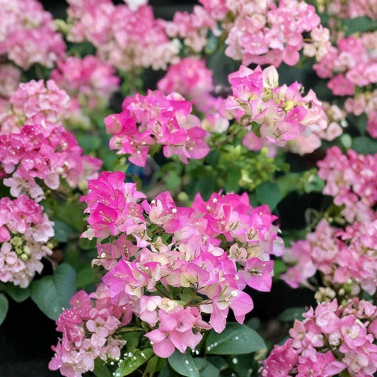 White-Pink Bougainvillea Live Plant – 8–10 Inch Starter | 4 Inch Pot | Tropical Flowering Vine | Ornamental Patio & Garden Plant
