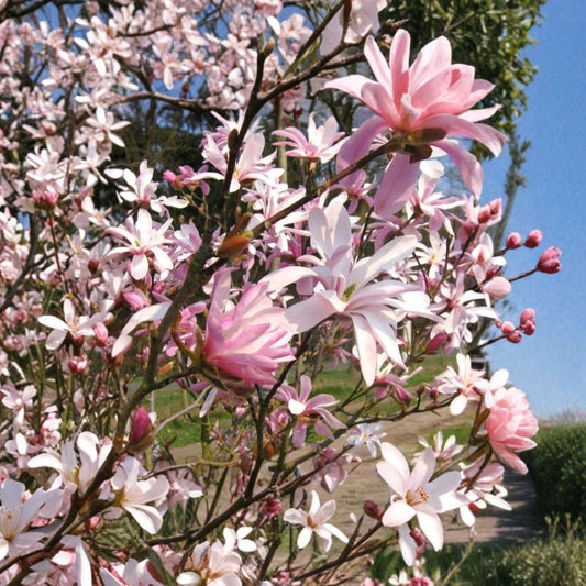 Leonard Messel Magnolia Live Plant – 3.5" Pot | Magnolia ‘Leonard Messel’ | Pink & White Star-Shaped Blooms | Deciduous Shrub or Small Tree | Zones 4–9