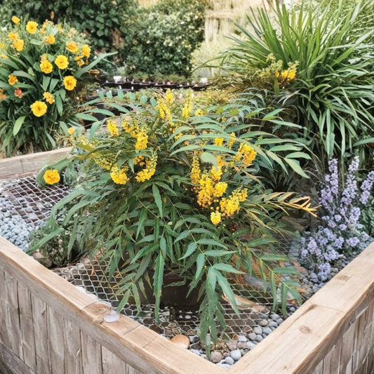 Funky Flow™ Mahonia – Mahonia Hybrid Live Starter Plant | Ships Bare Root | Evergreen Flowering Shrub | Shade Tolerant | Easy to Grow