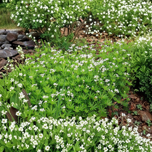 Sweet Woodruff Live Plant – Galium odoratum | 4 Inch Pot | Fragrant Woodland Ground Cover | White Star Flowers | Shade Garden Perennial Herb | USDA Zone 5+