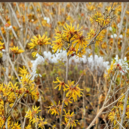Hamamelis virginiana 'Winter Champagne' – Witch Hazel Live Plant | 12 Inches Tall | Includes 1 Gallon Pot | Fragrant Winter Blooms | Hardy Landscape Shrub