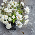 Iceberg Floribunda Rose – Pure White Live Bush Plant | 3 Gallon Size | Includes Root Ball Wrapping | Everblooming Flowering Shrub | Easy to Grow