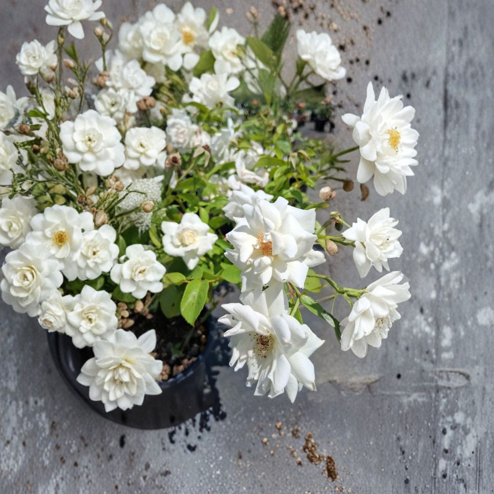 Iceberg Floribunda Rose – Pure White Live Bush Plant | 3 Gallon Size | Includes Root Ball Wrapping | Everblooming Flowering Shrub | Easy to Grow