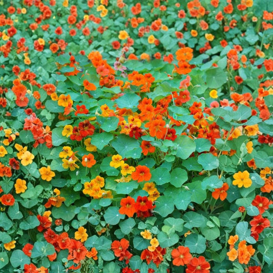 Nasturtium Live Plants – Tropaeolum majus | 2 Plants in 4 Inch Pot | 3–5 Inch Young Starters | Edible Flowers & Leaves | Peppery Herb | Container & Garden Plant