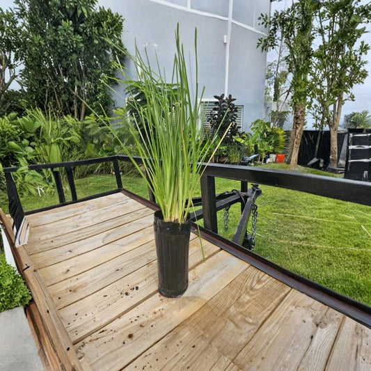 Vetiver Grass – Chrysopogon zizanioides Live Plant | Mature Rooted Clump | Erosion Control Grass | Ornamental Privacy Plant | Easy to Grow