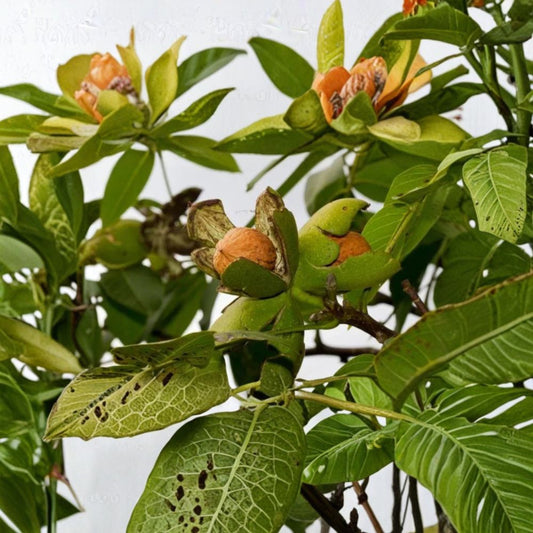 Black Walnut Tree Live Plant – Juglans nigra | 12–18 Inch Tree | 4 Inch Pot | Nut Producing Shade Tree | Golden Fall Foliage | Zones 4–9