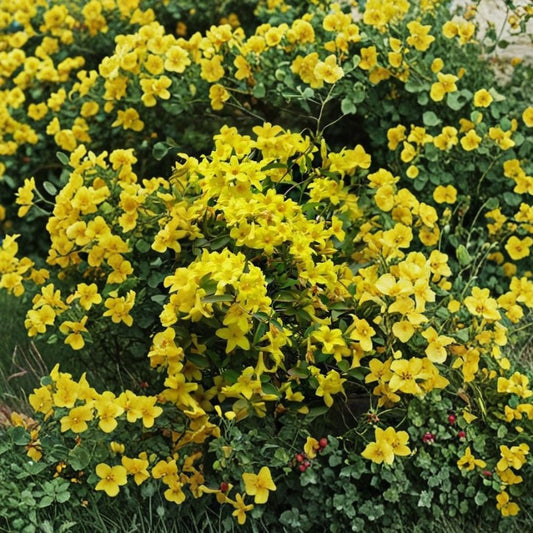 Yellow Crossvine – Bignonia capreolata Live Rooted Starter Plant | Bare Root | Fast-Growing Flowering Vine | Butterfly & Hummingbird Plant