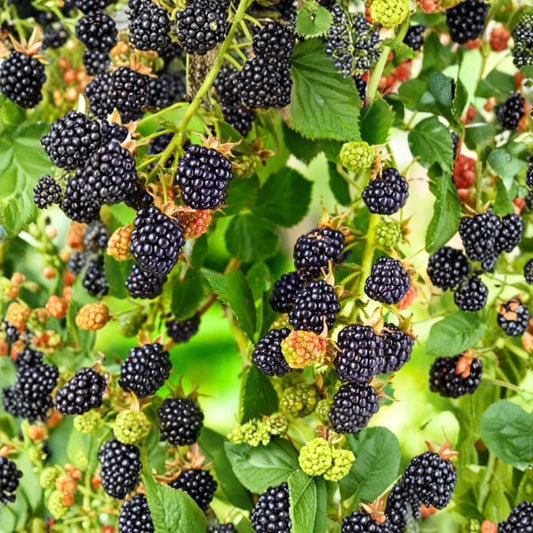 2 Triple Crown Thornless Blackberry Plants – Live Rubus | 4–6 Inch Starters | Sweet Edible Berries | Thornless Fruit Canes | No Pot