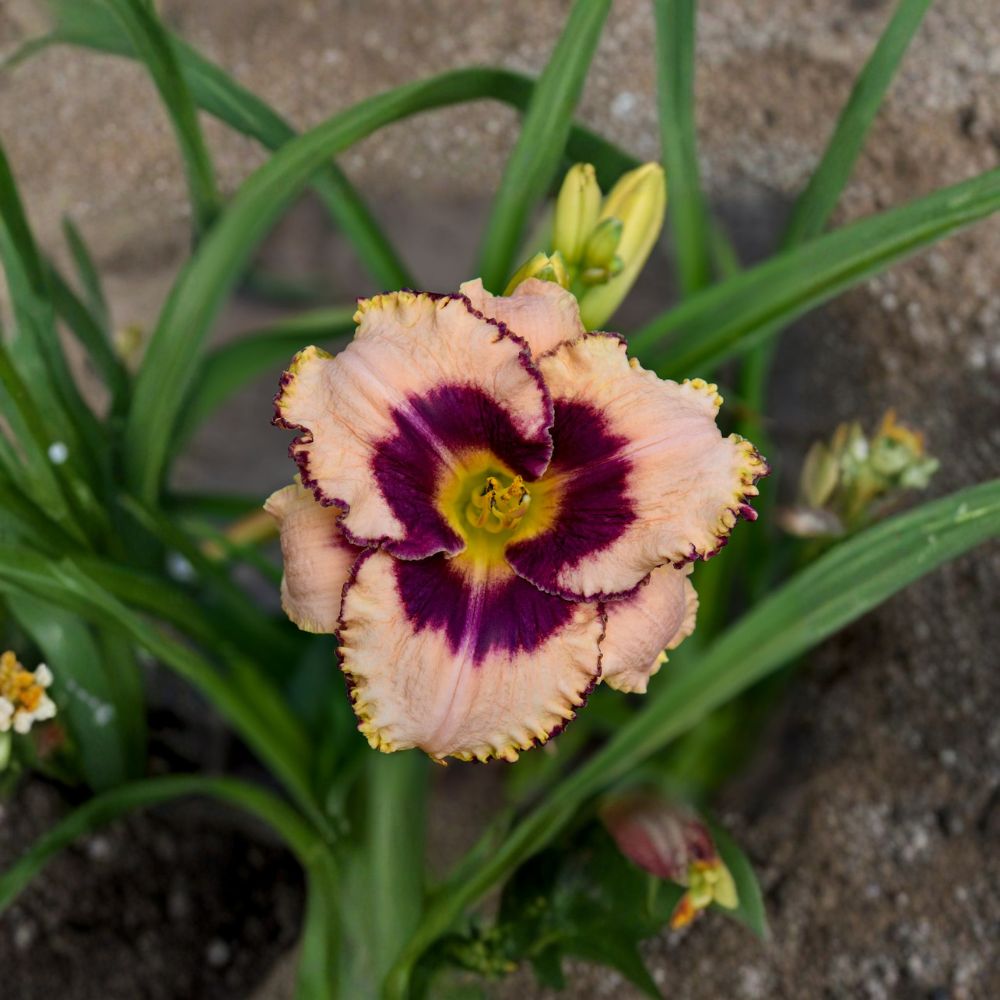 Hemerocallis 'Daring Deception' Daylily – 3 Bare Root Plants | Grade #1 Roots | Cream Pink Blooms with Purple Eye | Hardy Perennial Flower