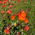 Marina Rose – Rosa Floribunda Live Rose Bush | 5 Gallon Size | Includes Root-Wrapped Live Plant | Garden & Landscape Friendly | Everblooming Salmon Orange Flowers