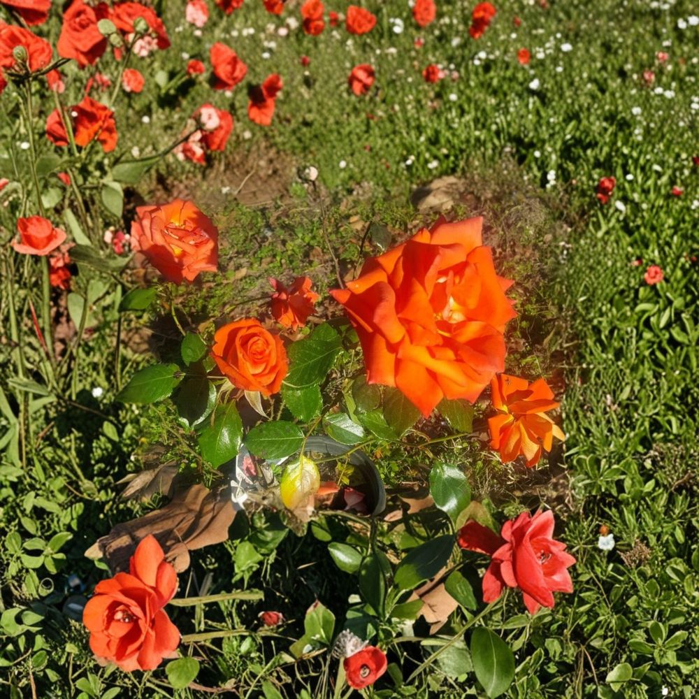 Marina Rose – Rosa Floribunda Live Rose Bush | 5 Gallon Size | Includes Root-Wrapped Live Plant | Garden & Landscape Friendly | Everblooming Salmon Orange Flowers