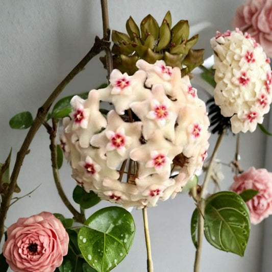 Hoya Mathilde Splash Live Plant – 5" Tall | Well-Rooted Hoya Vine | Hoya Mathilde Splash | Wax Plant | 4" Pot | Rare Indoor Plant