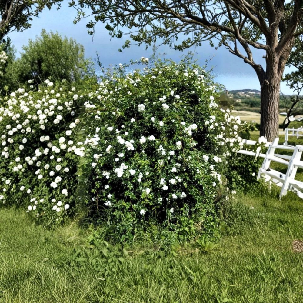 White Climbing Rose – Live Plant | Small to Medium Bare Root Starter | White Flowering Climbing Rose | Garden Trellis & Fence Plant