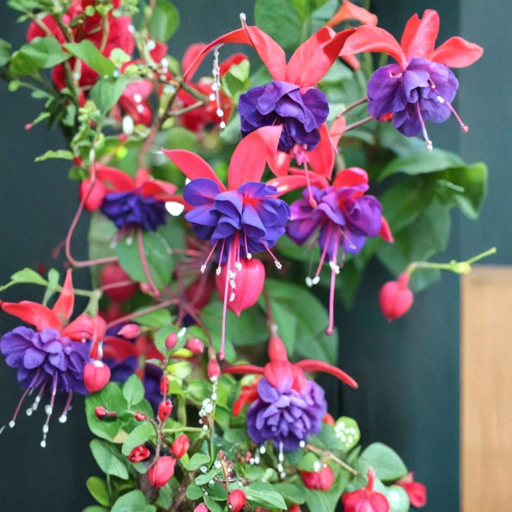 Blue Eyes Fuchsia Live Starter Plant – 6 to 10 Inches Tall | Includes 5 Inch Nursery Pot | Bi-Color Flowering Plant | Hummingbird Friendly | Easy to Grow