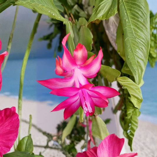 Christmas, Easter & Thanksgiving Cactus Live Plants – 3 Starter Plants | Red, Pink & White | Rooted Cactus Collection | Indoor Houseplants