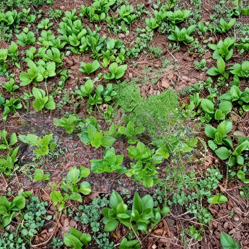Skunk Cabbage Live Plant – Symplocarpus foetidus | Fresh Bare Root | Native Wetland Perennial | Shade Loving Woodland Plant | Freshly Picked