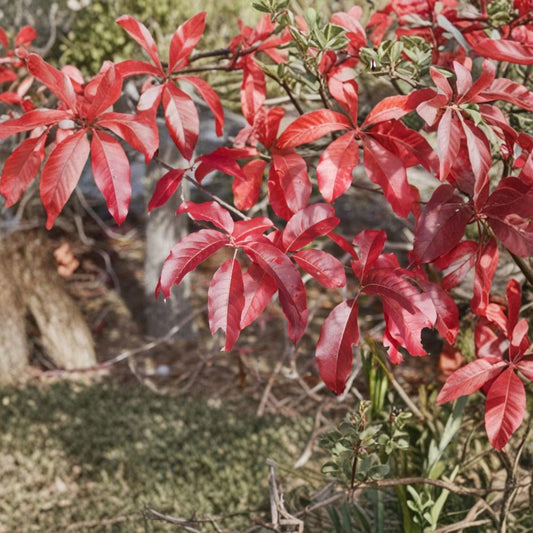 Live Sourwood Tree | Oxydendrum arboreum | 10–14 Inches Tall | Includes Quart Pot | Ornamental Tree for Garden & Patio