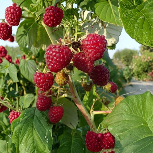 Nantahala Raspberry Live Plant – Everbearing Raspberry | 4" Starter Plant | Heat-Tolerant Berry Plant | Edible Garden | No Pot