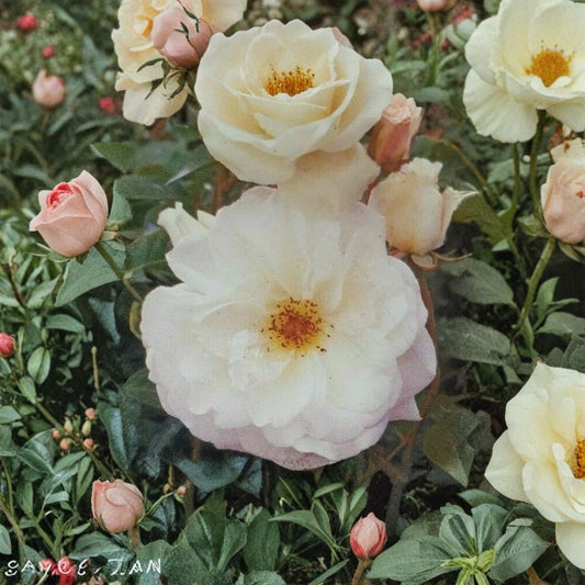 Iceberg Floribunda Rose – Pure White Live Bush Plant | 1 Gallon Size | Includes Root Ball Wrapping | Everblooming Flowering Shrub | Easy to Grow