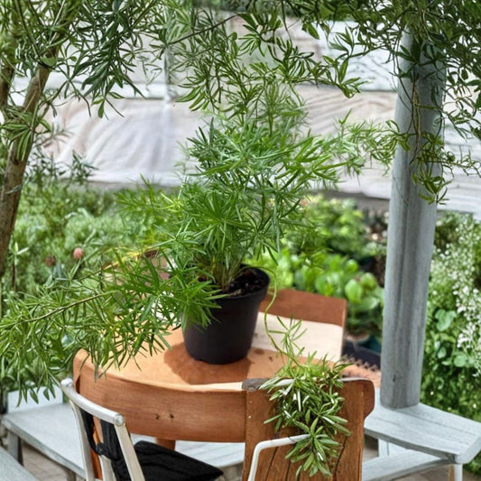 Sprengeri Fern – Live Asparagus Fern Plant | 4 Inch Pot | Lush Trailing Foliage | Indoor Houseplant | Easy Care Green Plant
