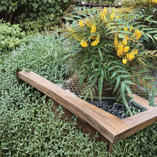 Funky Flow™ Mahonia – Mahonia Hybrid Live Starter Plant | Ships Without Pot | Evergreen Shrub | Winter Yellow Blooms | Shade Tolerant