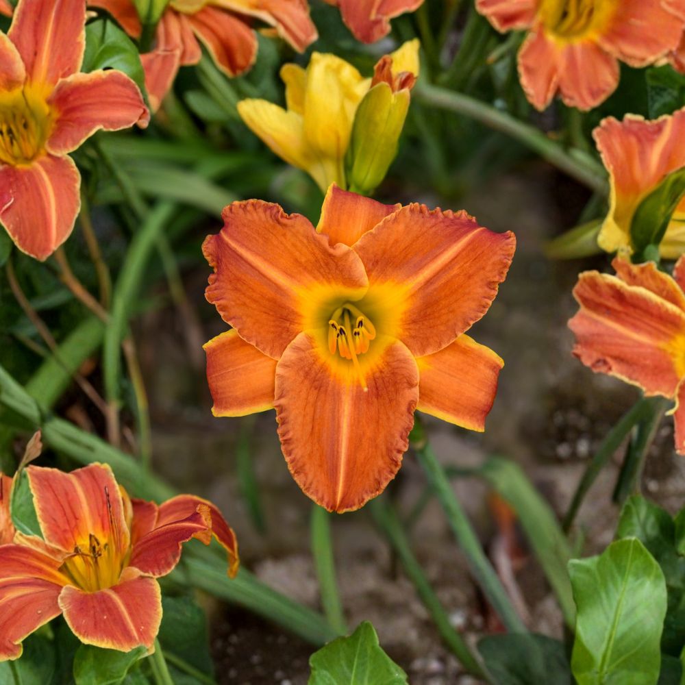 Hemerocallis 'Bright Sunset' Daylily – 3 Bare Root Plants | Grade #1 Roots | Fragrant Orange Blooms | Hardy Perennial Flower | Summer Garden Favorite