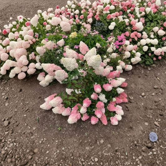 Pinky Winky® Hydrangea Live Plant – Hydrangea paniculata ‘Pinky Winky’ | Quart Pot | Cone-Shaped Summer Flowers | Deciduous Flowering Shrub | USDA Zones 3–8