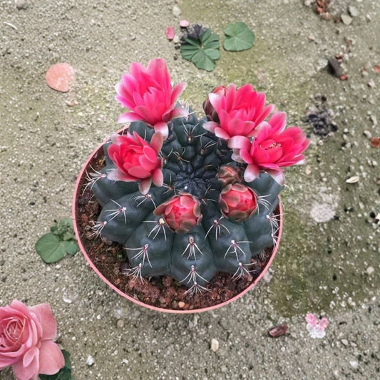 Gymnocalycium baldianum Live Cactus – Dwarf Chin Cactus | Blooming Succulent Plant | Flowering Cactus | With Flowerpot | Easy Care